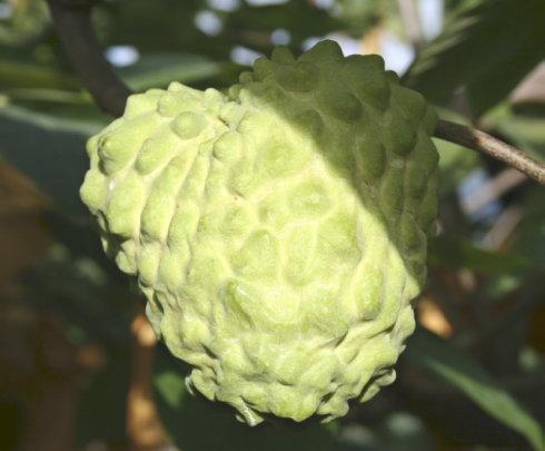 台湾藤瓜怎样吃,台湾藤瓜的多彩食法探索
