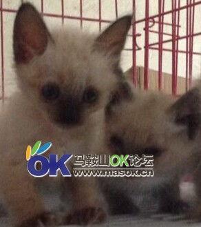 逻辑猫吃瓜,一场智慧与美食的较量